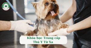 Khóa học Trung cấp Thú y Từ xa