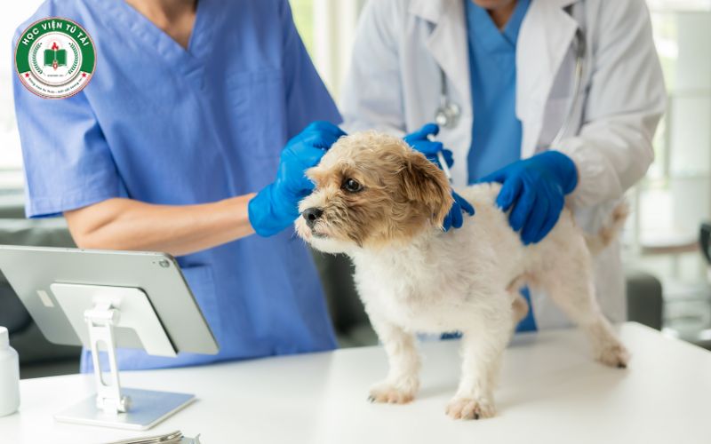 Cơ hội phát triển sự nghiệp sau khi tốt nghiệp Cao đẳng ngành Thú y