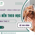 Đối tượng nên học Cao đẳng ngành Thú y