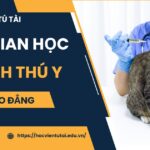 Thời gian học Cao đẳng Thú y bao lâu