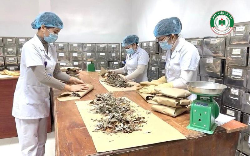 Tốt nghiệp Cao đẳng Y học cổ truyền ra làm gì? Mức lương có hấp dẫn không? 5 Cơ hội nghề nghiệp sau khi tốt nghiệp Cao đẳng Y học cổ truyền
