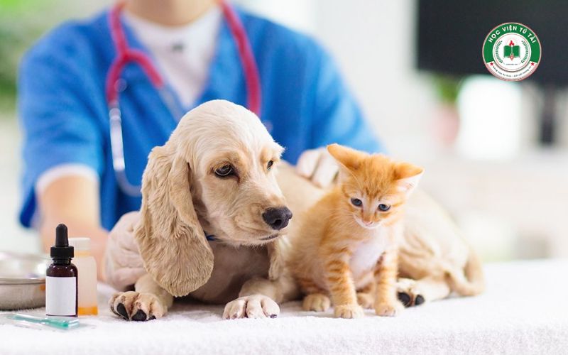 Học Trung cấp Thú Y cần điều kiện gì? Có khó không? 5 Hoàn thành khóa học Trung cấp Thú Y, bạn có thể làm gì?