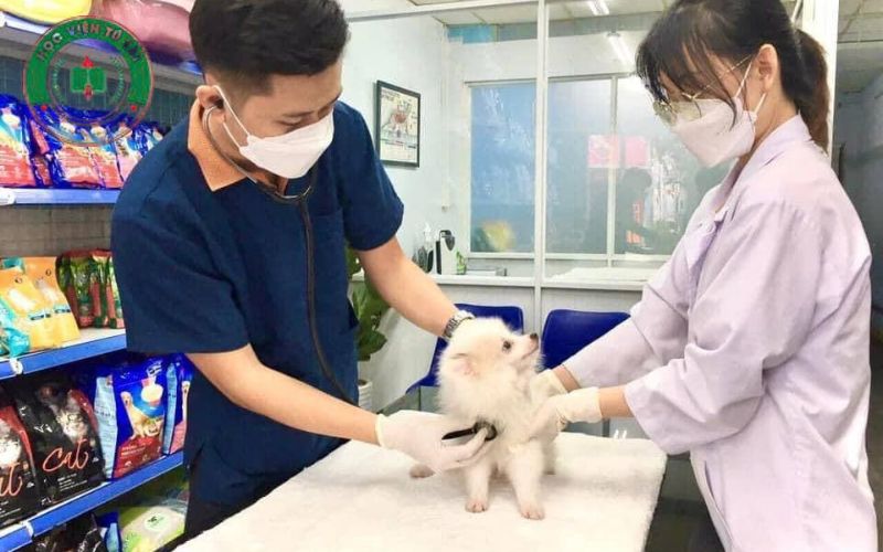 Các môn học Trung cấp Thú y Cấp tốc dành cho người đi làm