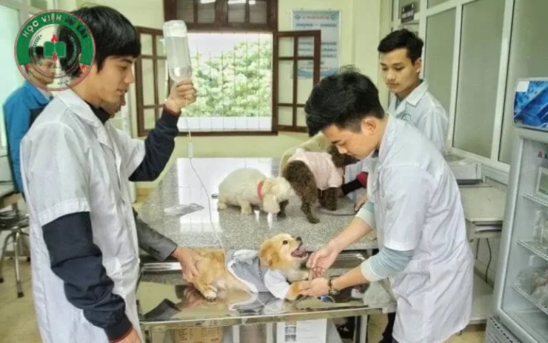 Liên thông Cao đẳng Thú Y vừa học vừa làm cho người đã đi làm 6 Thông tin tuyển sinh liên thông Cao đẳng Thú Y vừa học vừa làm