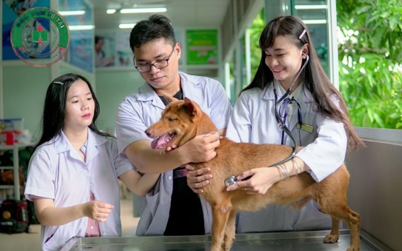 Liên thông Cao đẳng Thú Y vừa học vừa làm cho người đã đi làm 4 Tại sao nên liên thông Cao đẳng Thú Y vừa học vừa làm ngay lúc này?
