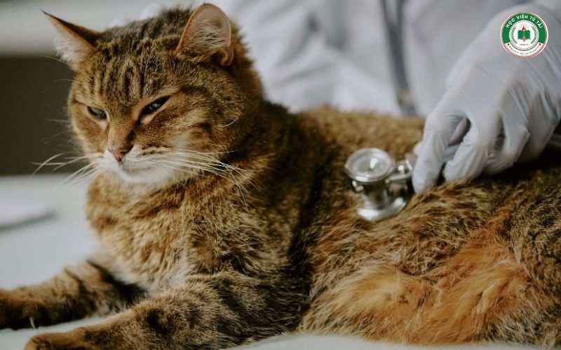 Liên thông Bác sĩ Thú Y có cần thi tuyển đầu vào? Có tốn nhiều thời gian? 5 Giá trị thực tế của tấm bằng Bác sĩ Thú y năm 2026