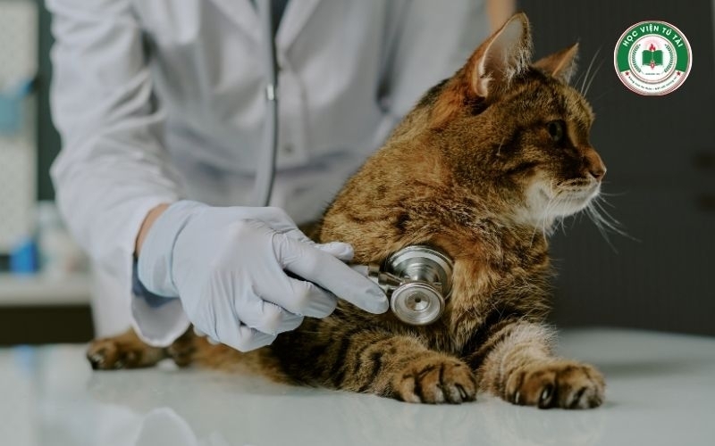 Liên thông Bác sĩ Thú Y có cần thi tuyển đầu vào? Có tốn nhiều thời gian? 6 Thông tin tuyển sinh liên thông Bác sĩ Thú Y