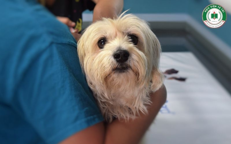 Thông tin tuyển sinh học Trung cấp Thú Y