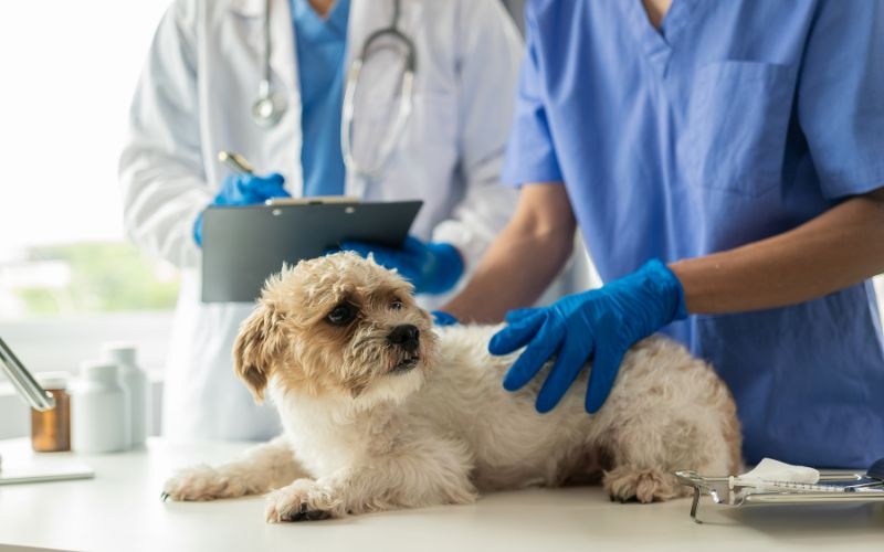 Tại sao nên chọn học Trung cấp Thú y tại Học Viện Từ Xa?