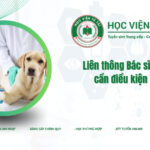 Liên thông bác sĩ thú y cần điều kiện gì?