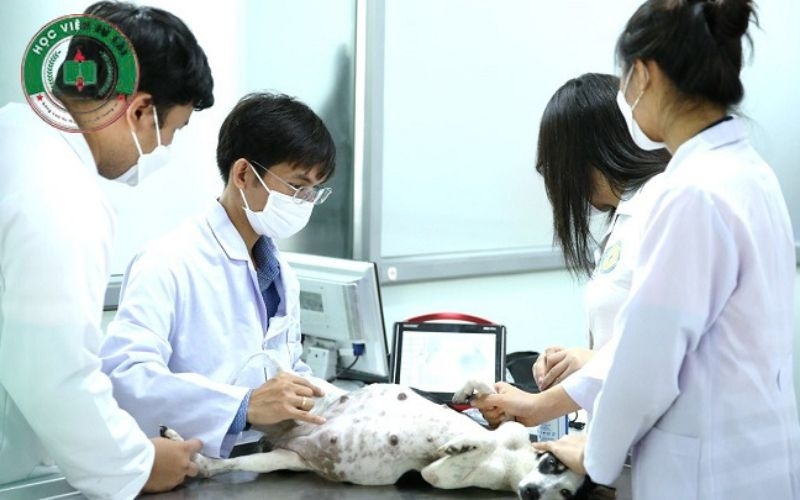 Liên thông Trung cấp lên Bác sĩ Thú Y mấy năm? 5 Khung giờ học linh hoạt bảo toàn nguồn thu nhập cố định