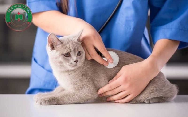 Liên thông Trung cấp lên Bác sĩ Thú Y mấy năm? 4 Thời gian đào tạo liên thông Trung cấp lên Bác sĩ Thú Y mấy năm?