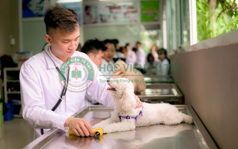 Lớp Trung cấp Thú y hệ văn bằng 2 học T7/CN cho người bận rộn? 6 Đăng ký lớp trung cấp thú y hệ văn bằng 2 uy tín tại Học viện Tú Tài